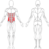 ROTATION DU TORSE - Gamme Evolution | Mtraining