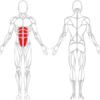 ABDOMINAUX HAUTS - Gamme Evolution | Mtraining