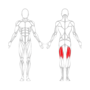 LEG CURL ASSIS - Gamme Evolution | Mtraining