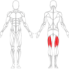 LEG CURL ASSIS - Gamme Evolution | Mtraining