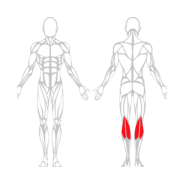 PRESSE A MOLLETS ASSIS - Gamme Evolution | Mtraining